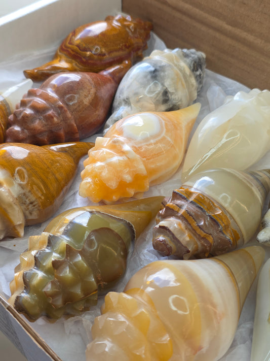 Mexican Onyx Calcite Carved Conch Shells