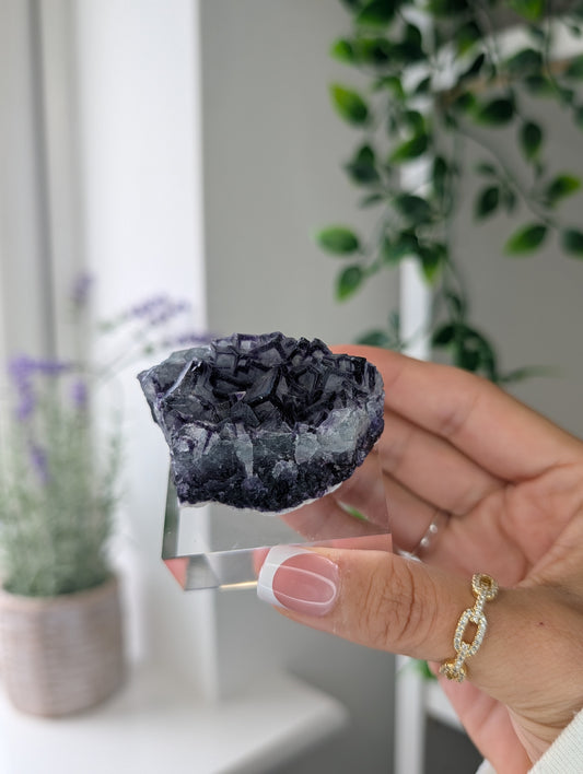 Black Worrier / Purple Edge Fluorite Specimen from Inner Mongolia