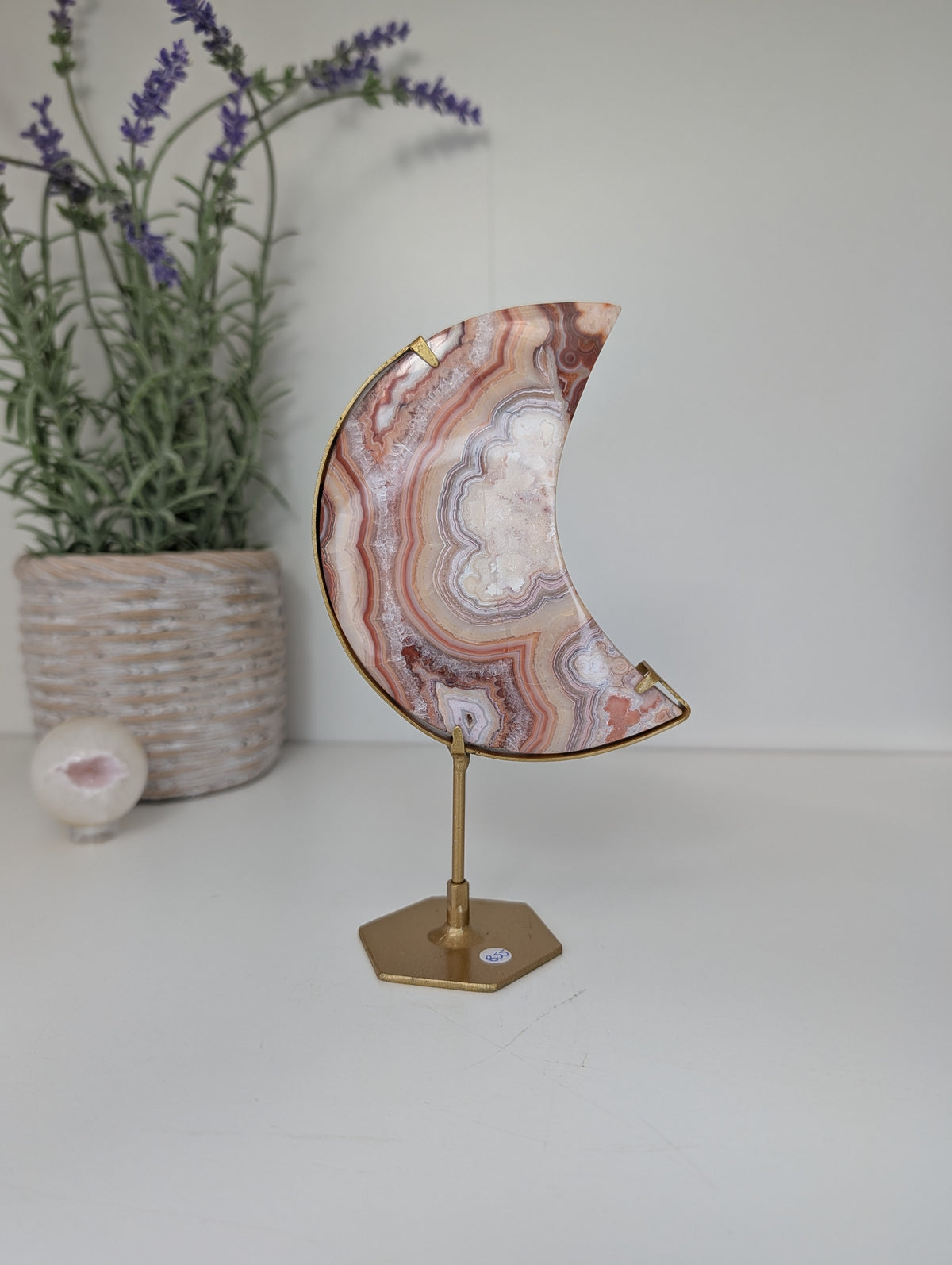 Pink Crazy Lace Moon on Custom Gold Stands from Indonesia