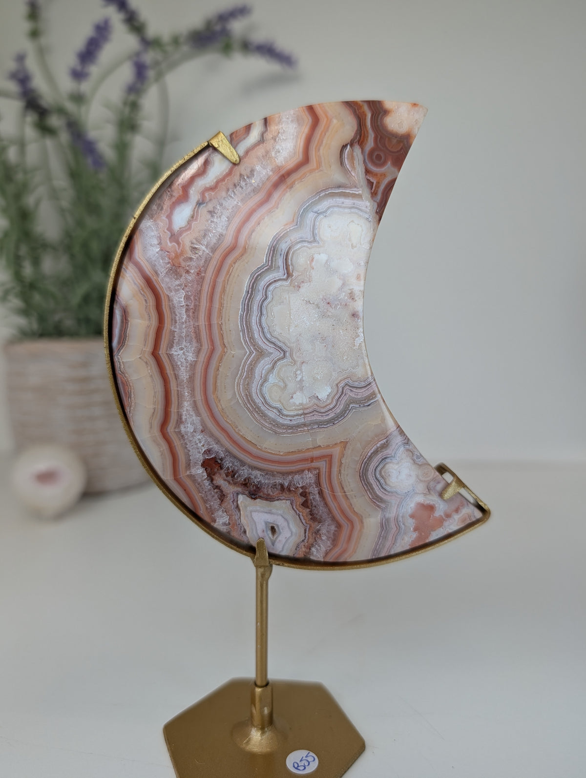 Pink Crazy Lace Moon on Custom Gold Stands from Indonesia