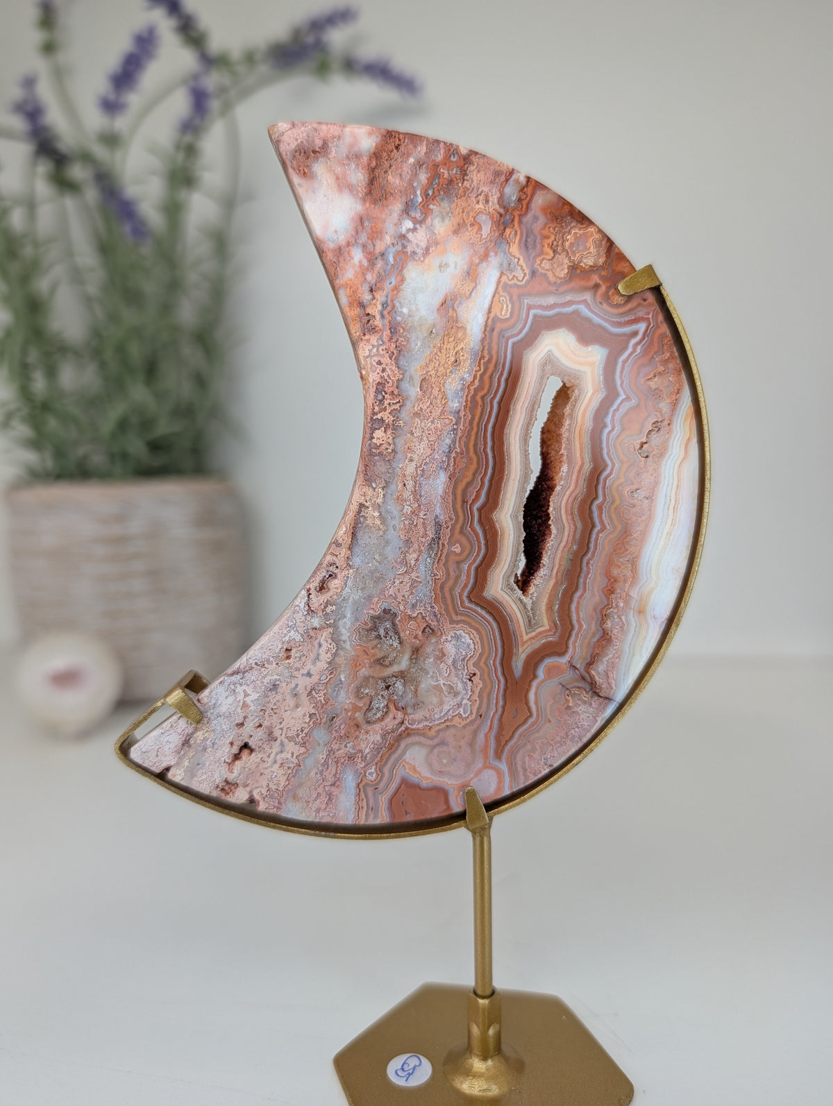 Pink Crazy Lace Moon on Custom Gold Stands from Indonesia