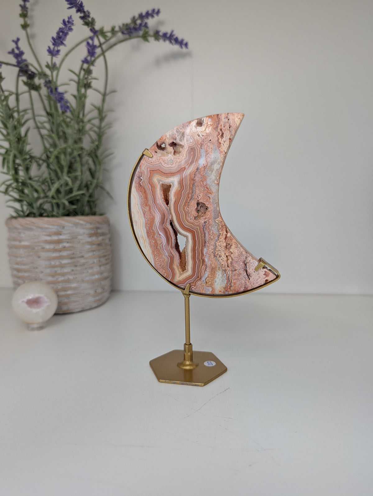 Pink Crazy Lace Moon on Custom Gold Stands from Indonesia