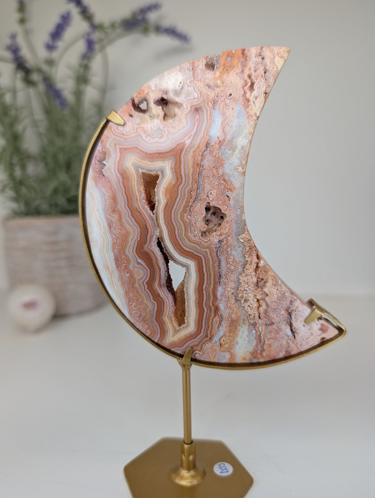 Pink Crazy Lace Moon on Custom Gold Stands from Indonesia