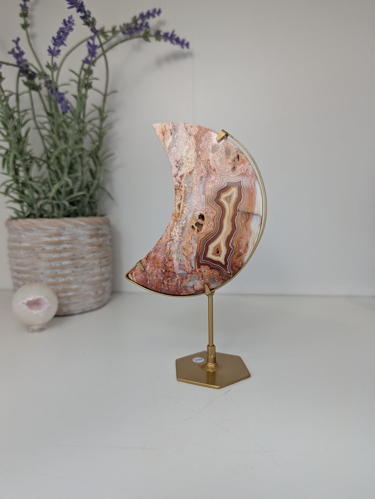 Pink Crazy Lace Moon on Custom Gold Stands from Indonesia