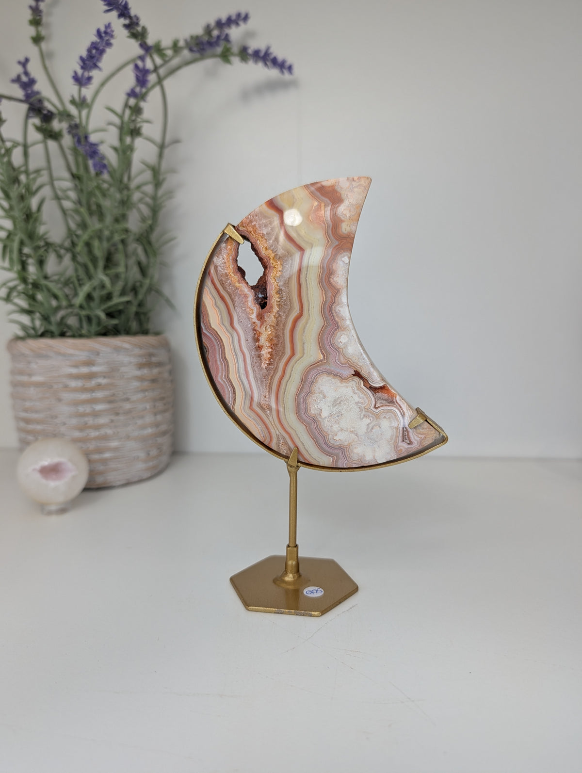 Pink Crazy Lace Moon on Custom Gold Stands from Indonesia