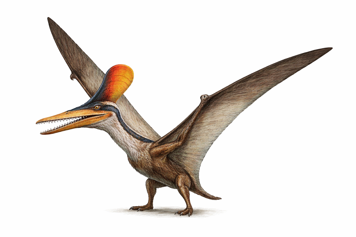 Pterosaur Teeth (A)