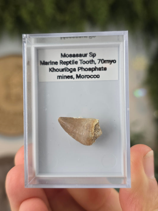 Mosasaur Marine Reptile Dinosaur Teeth