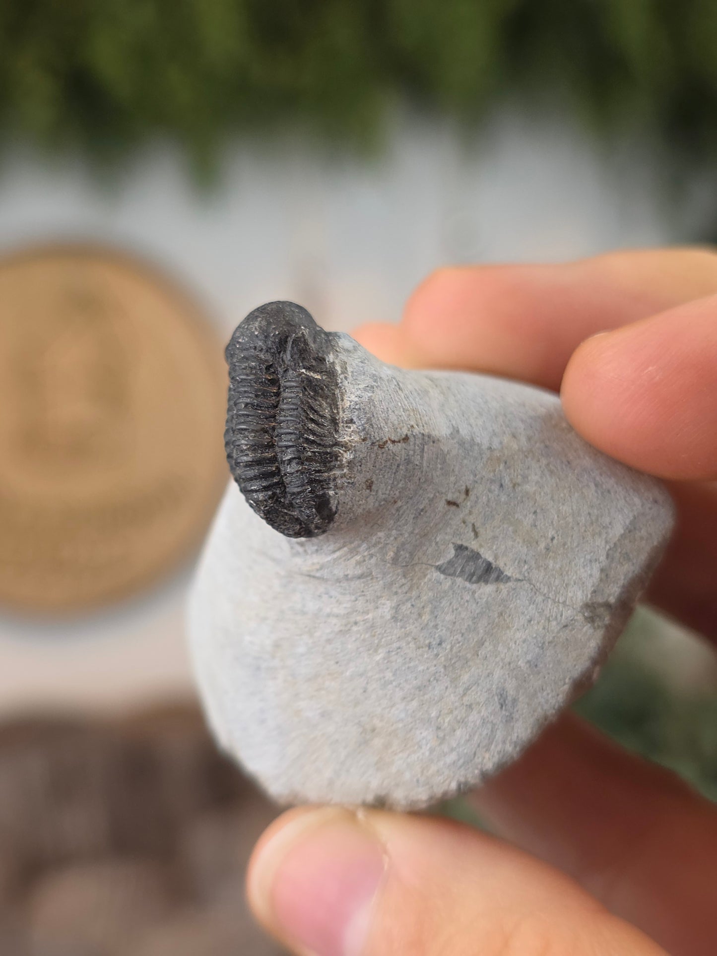 Trilobite Fossil on Matrix