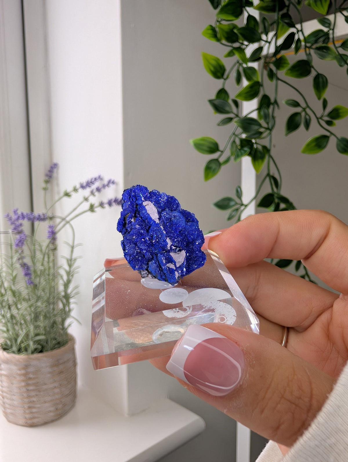 Azurite Rosettes from Morocco