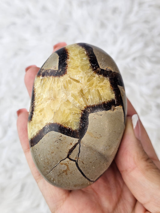 Septerian Palm Stone - MAS0770