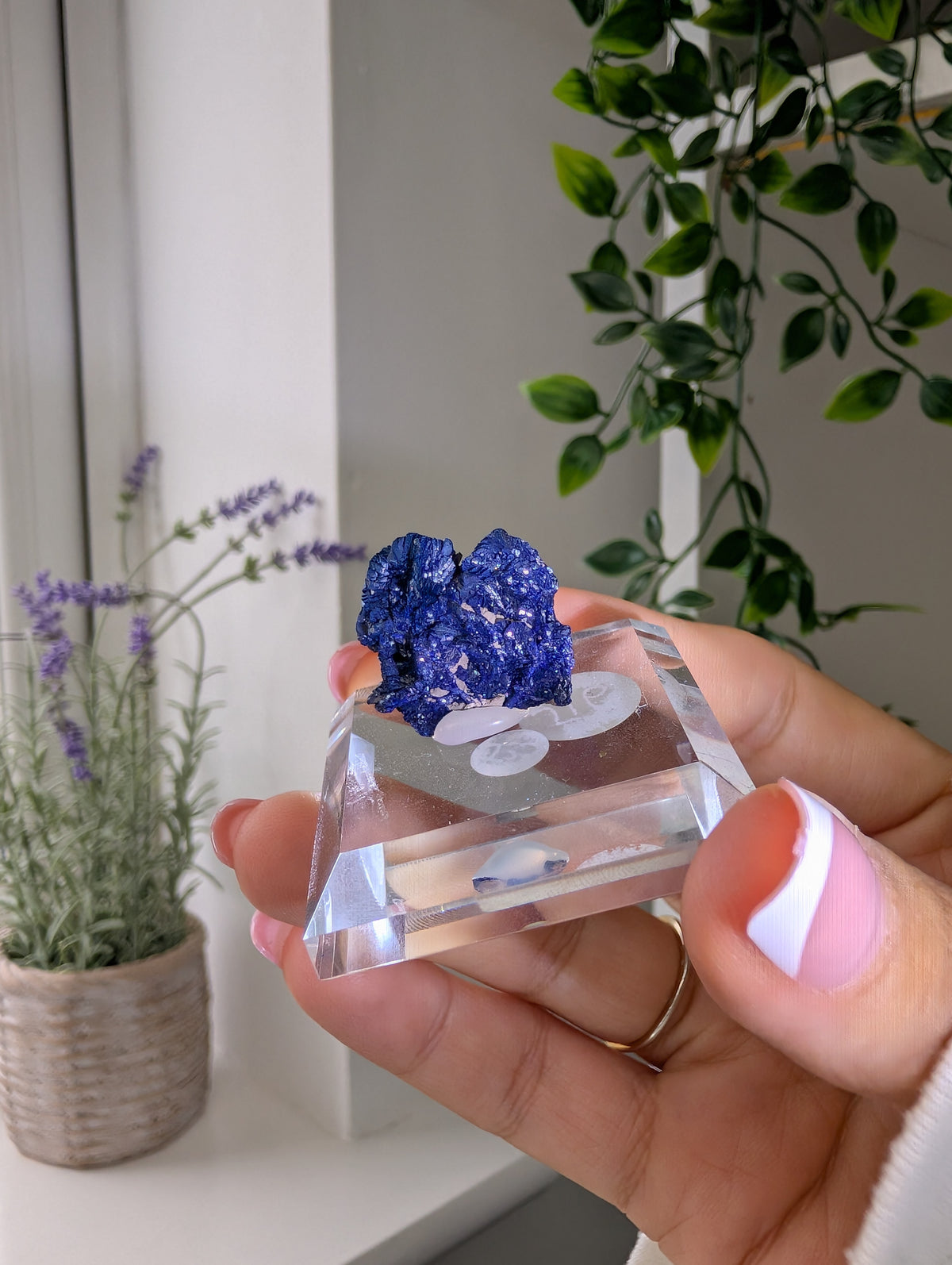 Azurite Rosettes from Morocco