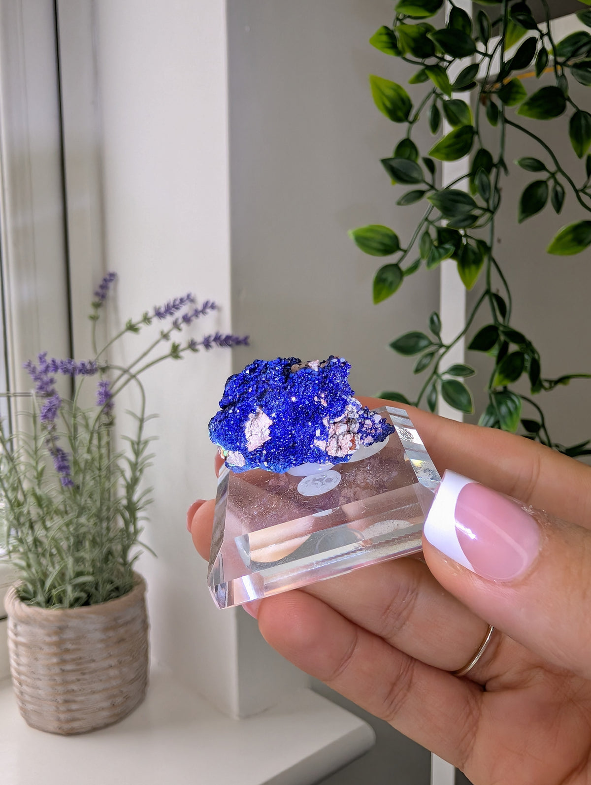 Azurite Rosettes from Morocco