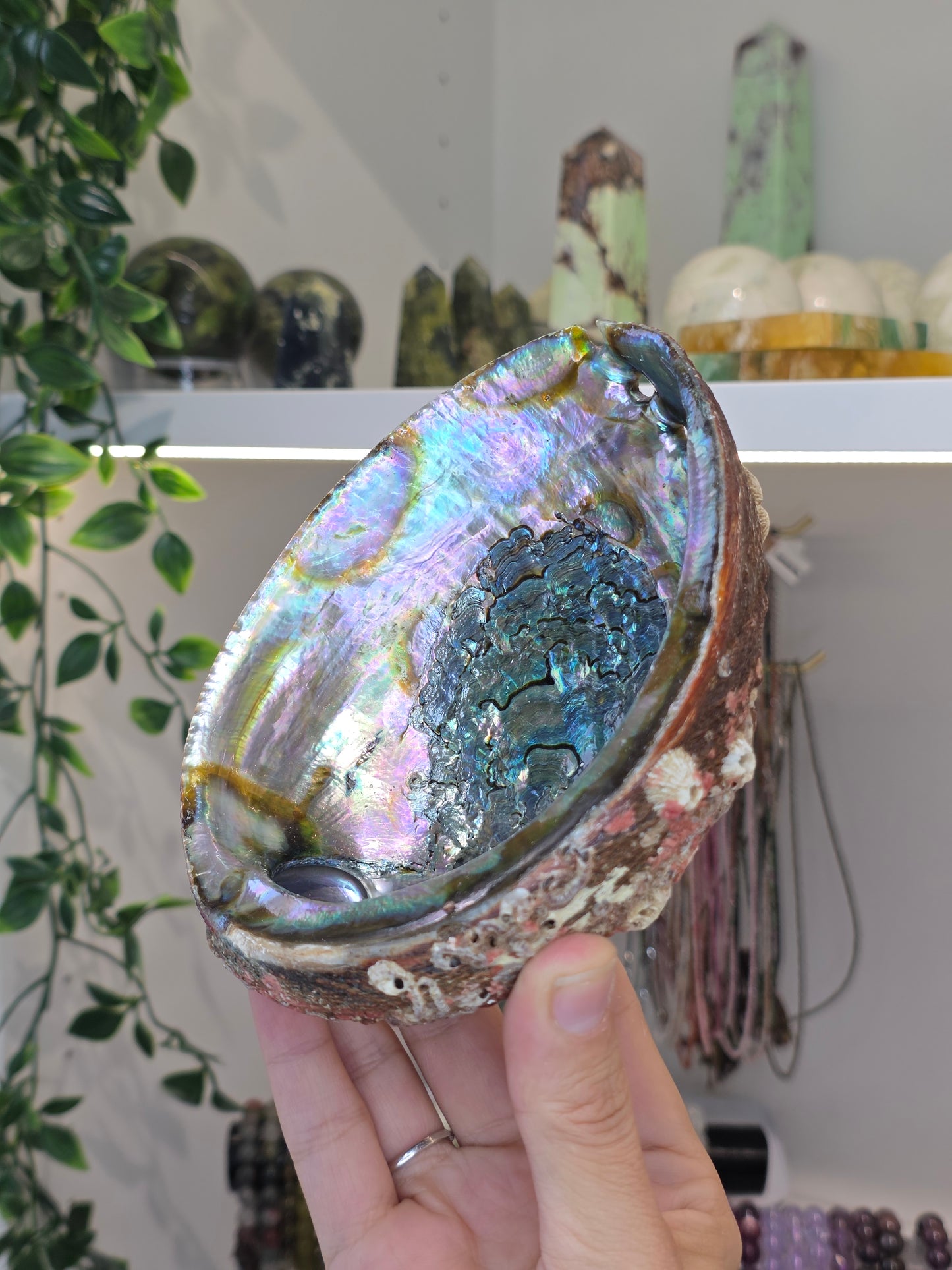 Abalone Shell / Bowl Trinket Dish - D