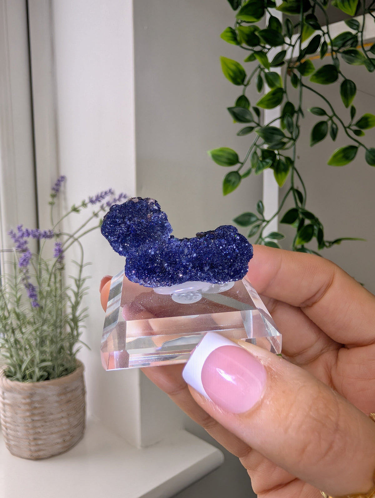 Azurite Rosettes from Morocco