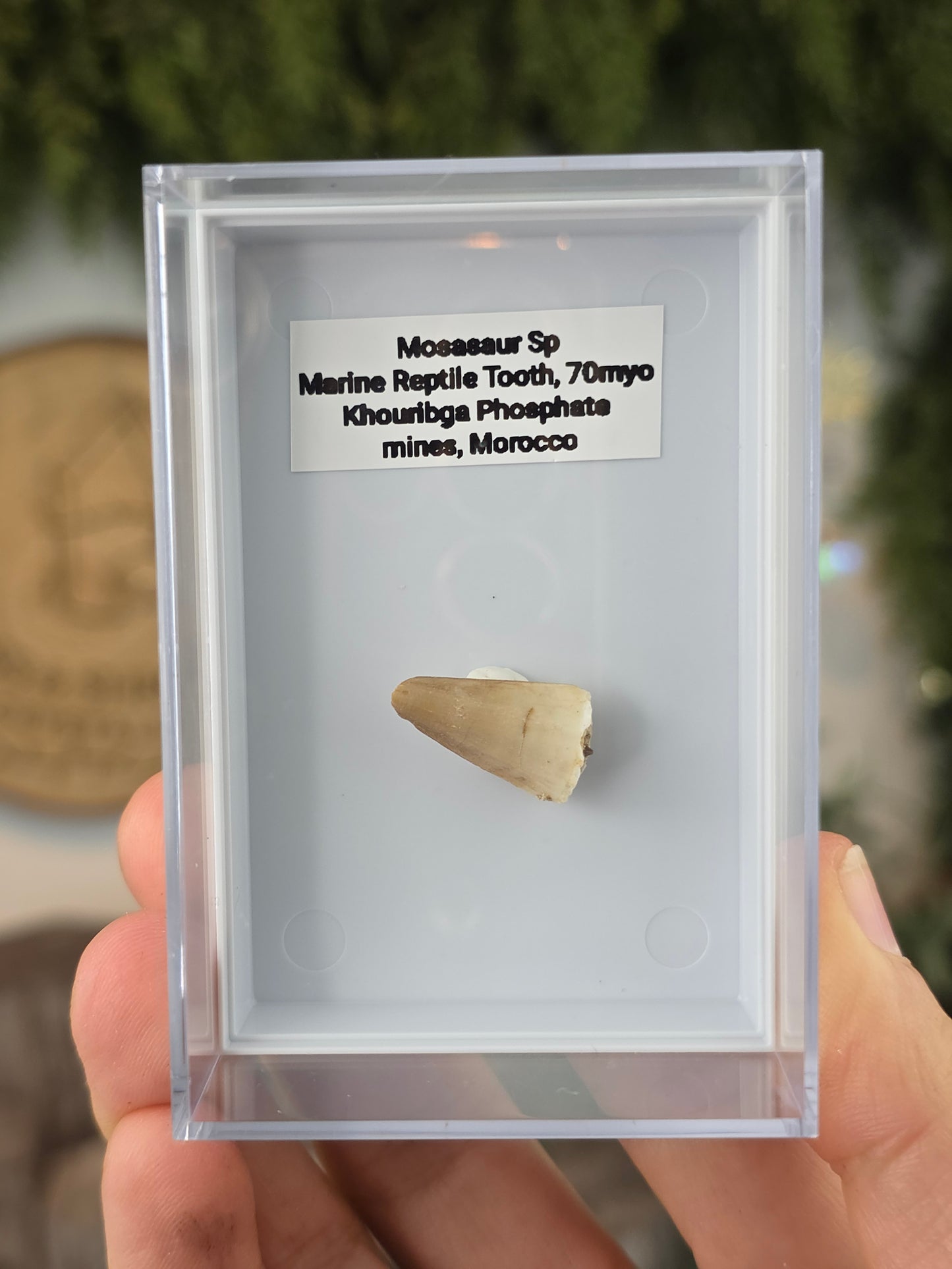 Mosasaur Marine Reptile Dinosaur Teeth