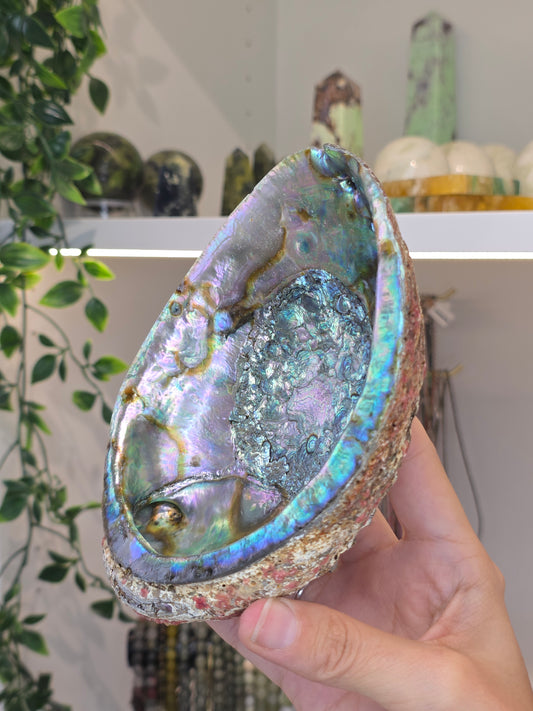 Abalone Shell / Bowl Trinket Dish - B