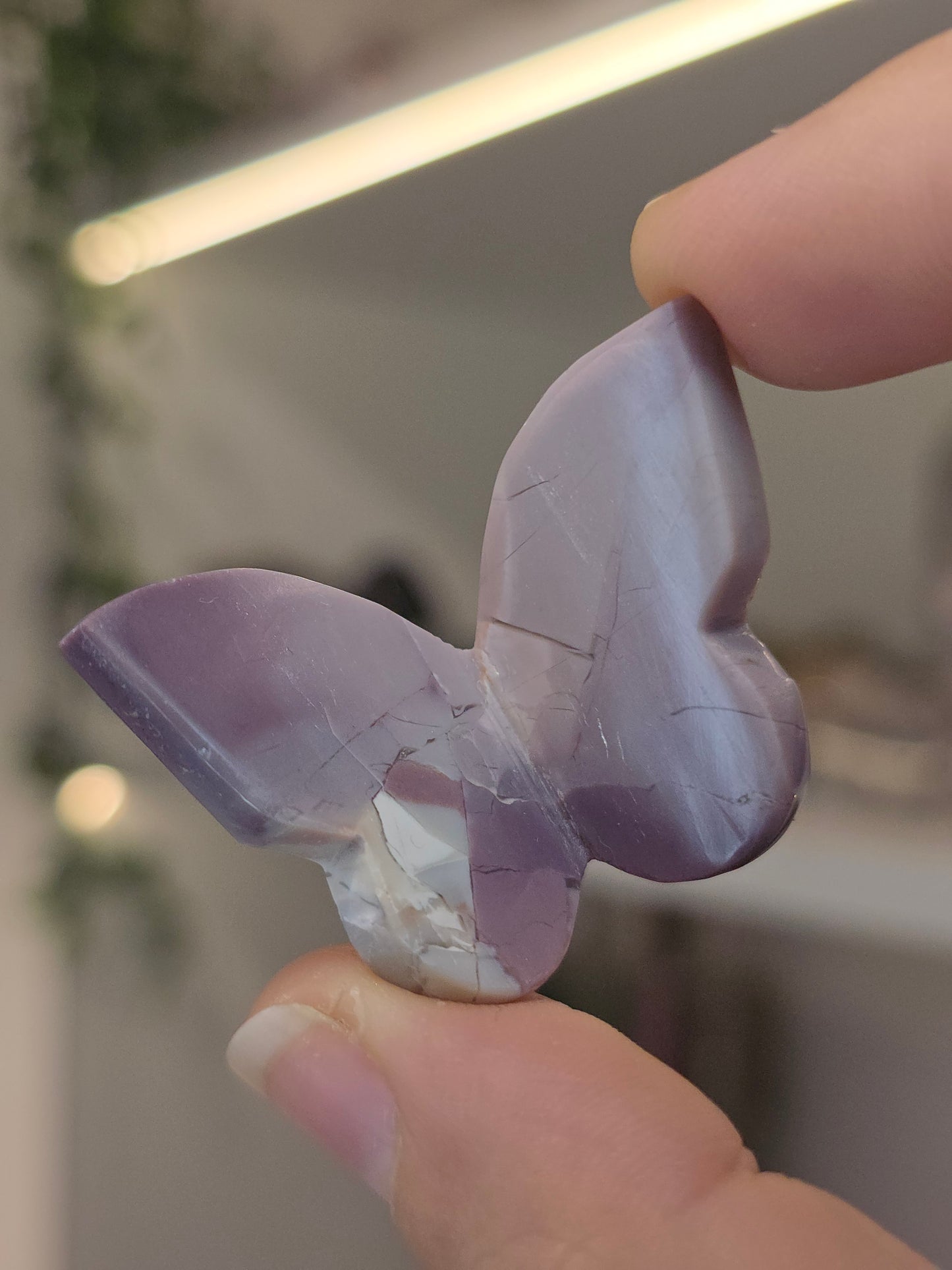 Hyacinth Jasper Butterflies