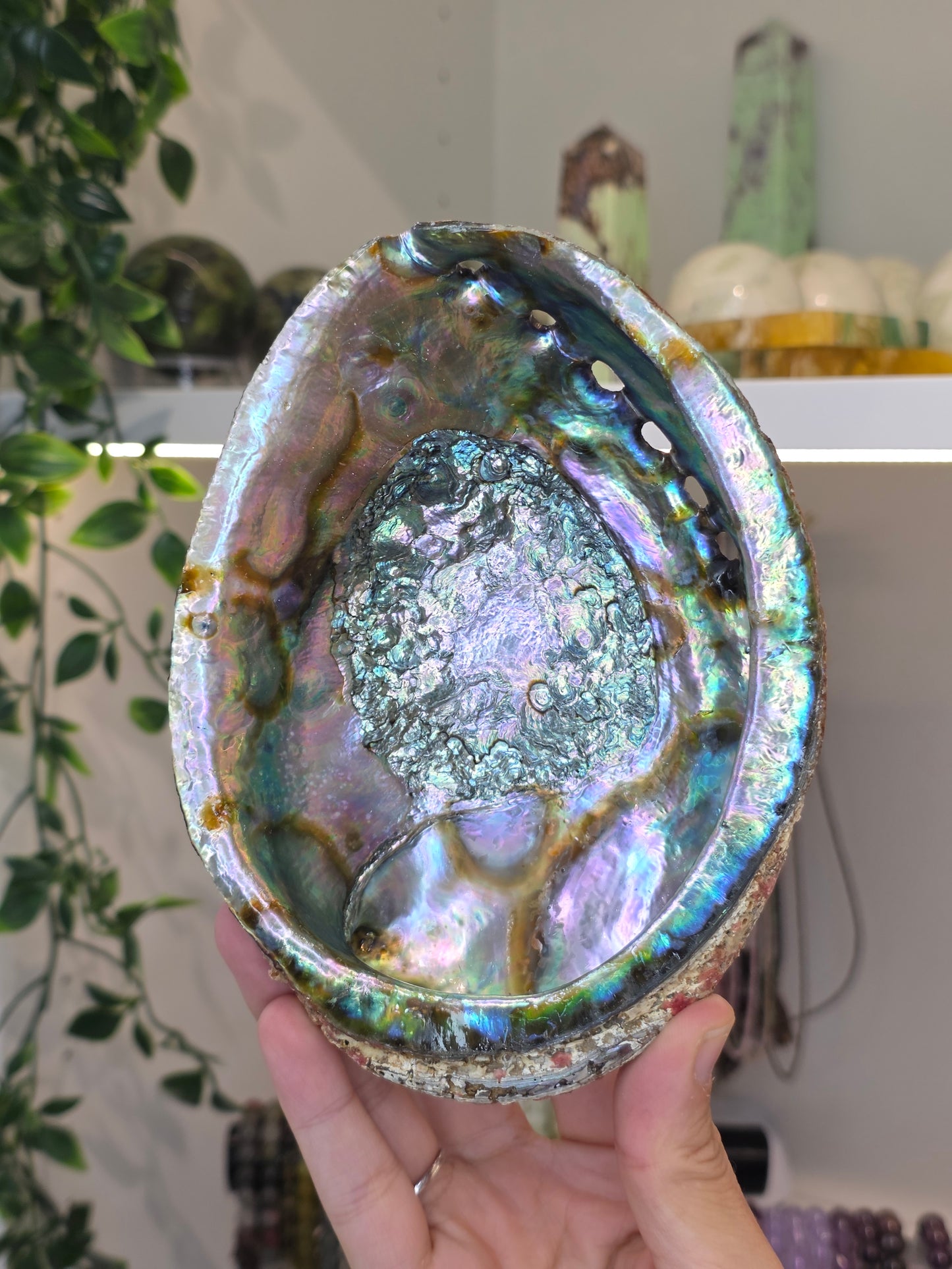 Abalone Shell / Bowl Trinket Dish - B