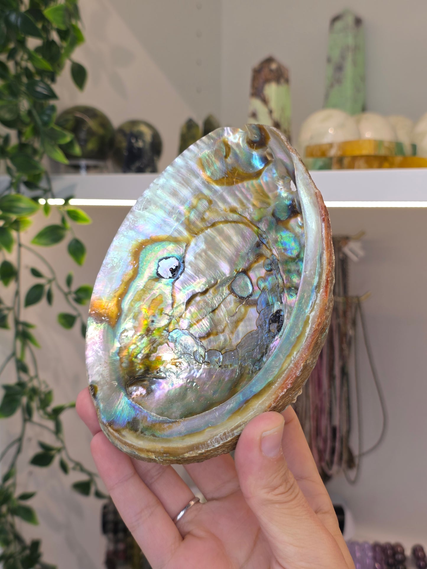 Abalone Shell / Bowl Trinket Dish - C