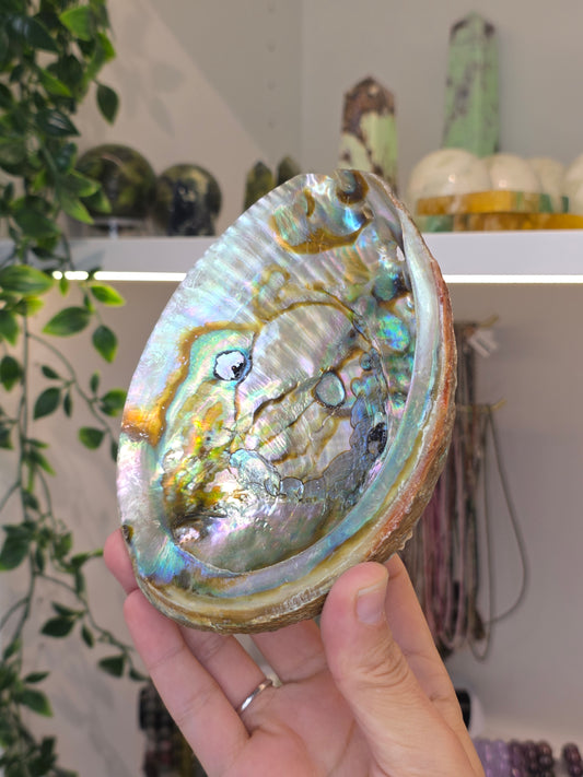 Abalone Shell / Bowl Trinket Dish - C