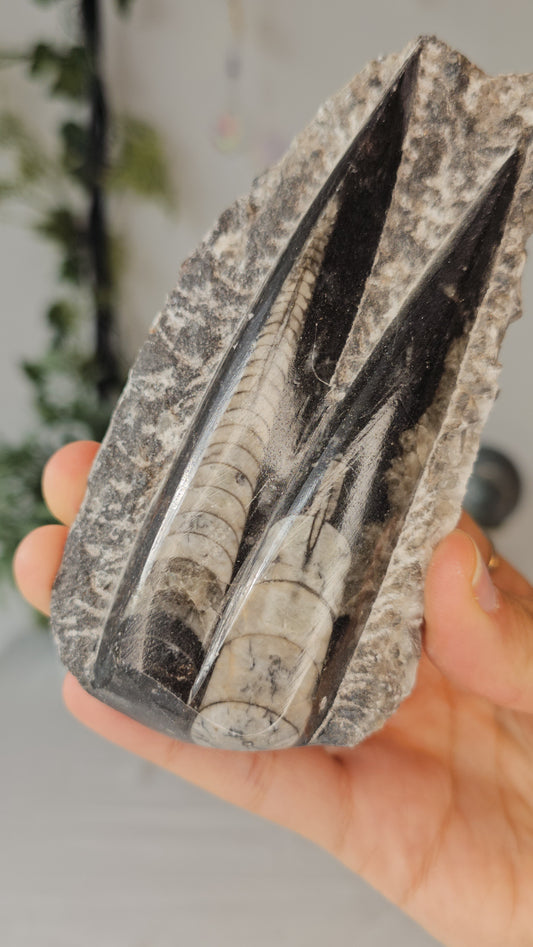 Orthoceras Fossil from Morocco  - MAS0373