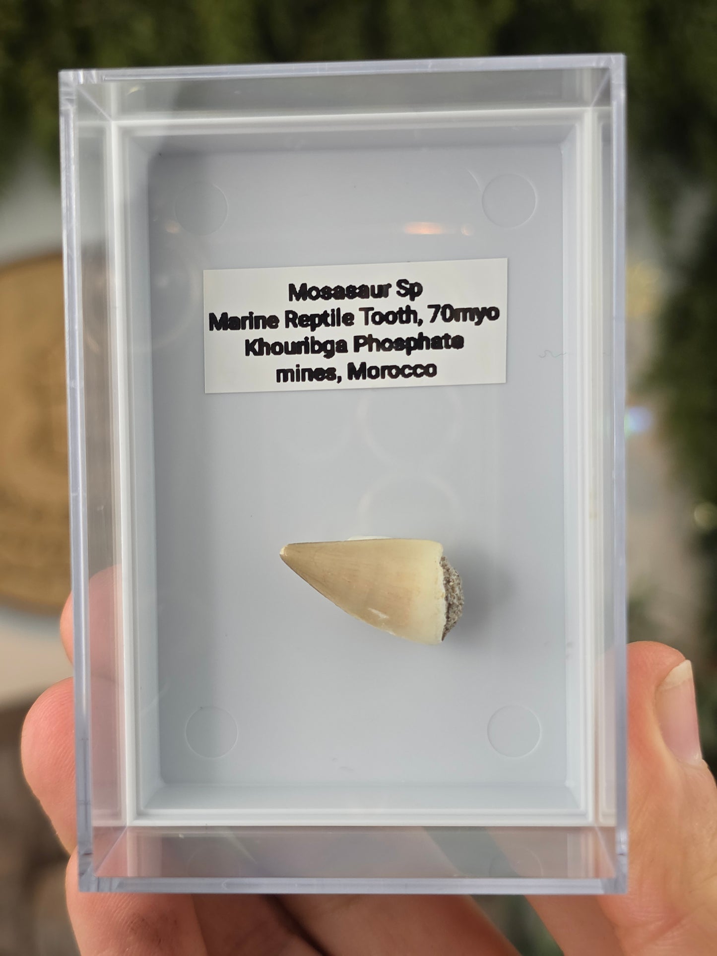 Mosasaur Marine Reptile Dinosaur Teeth