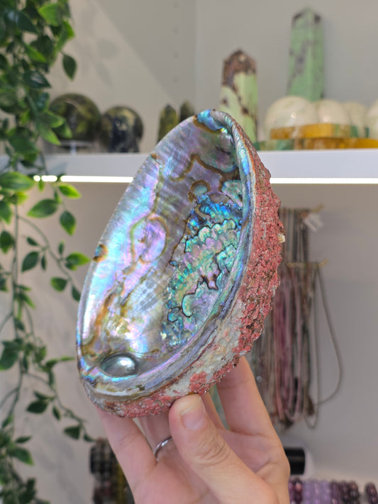 Abalone Shell / Bowl Trinket Dish - E