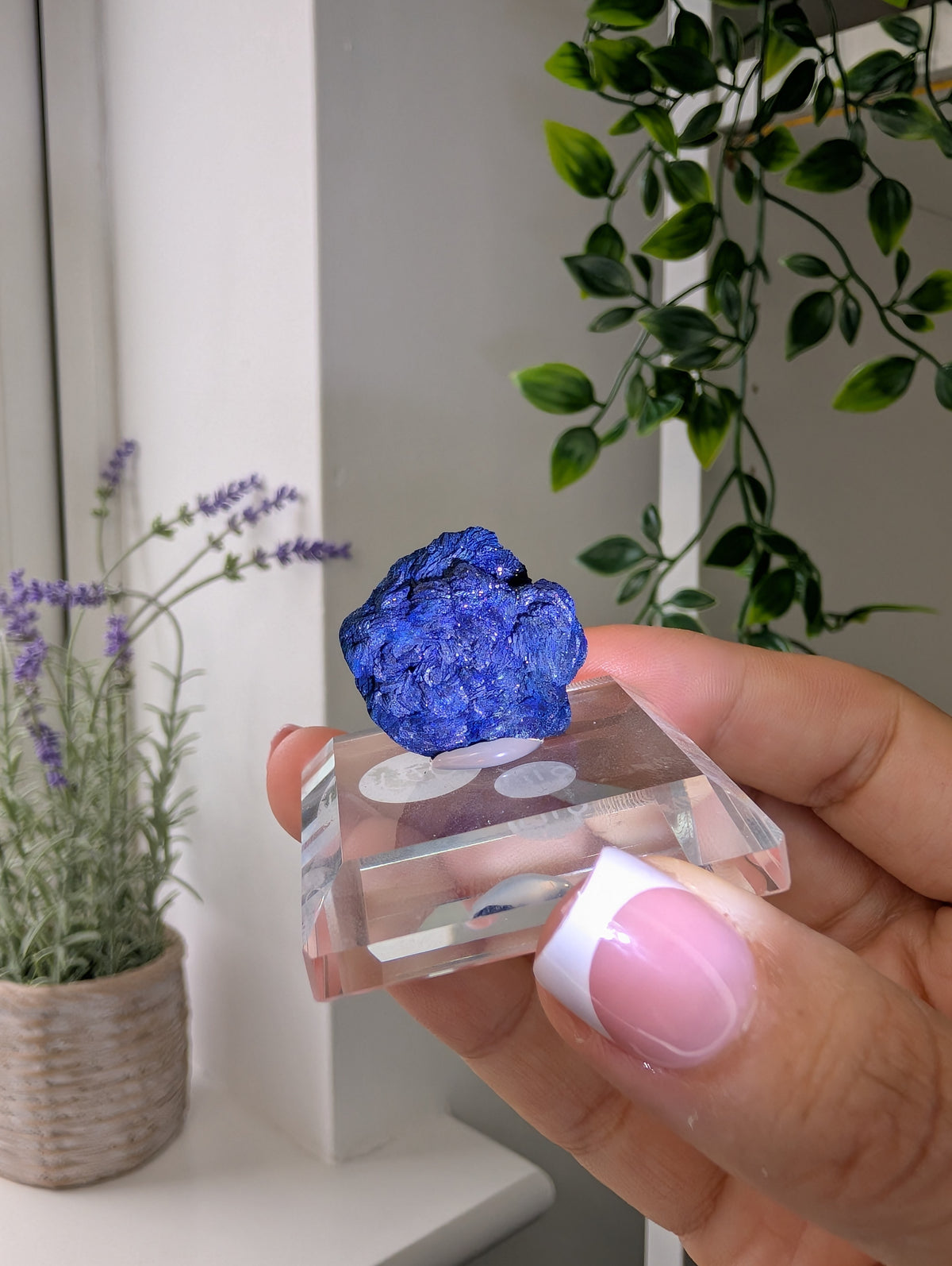 Azurite Rosettes from Morocco