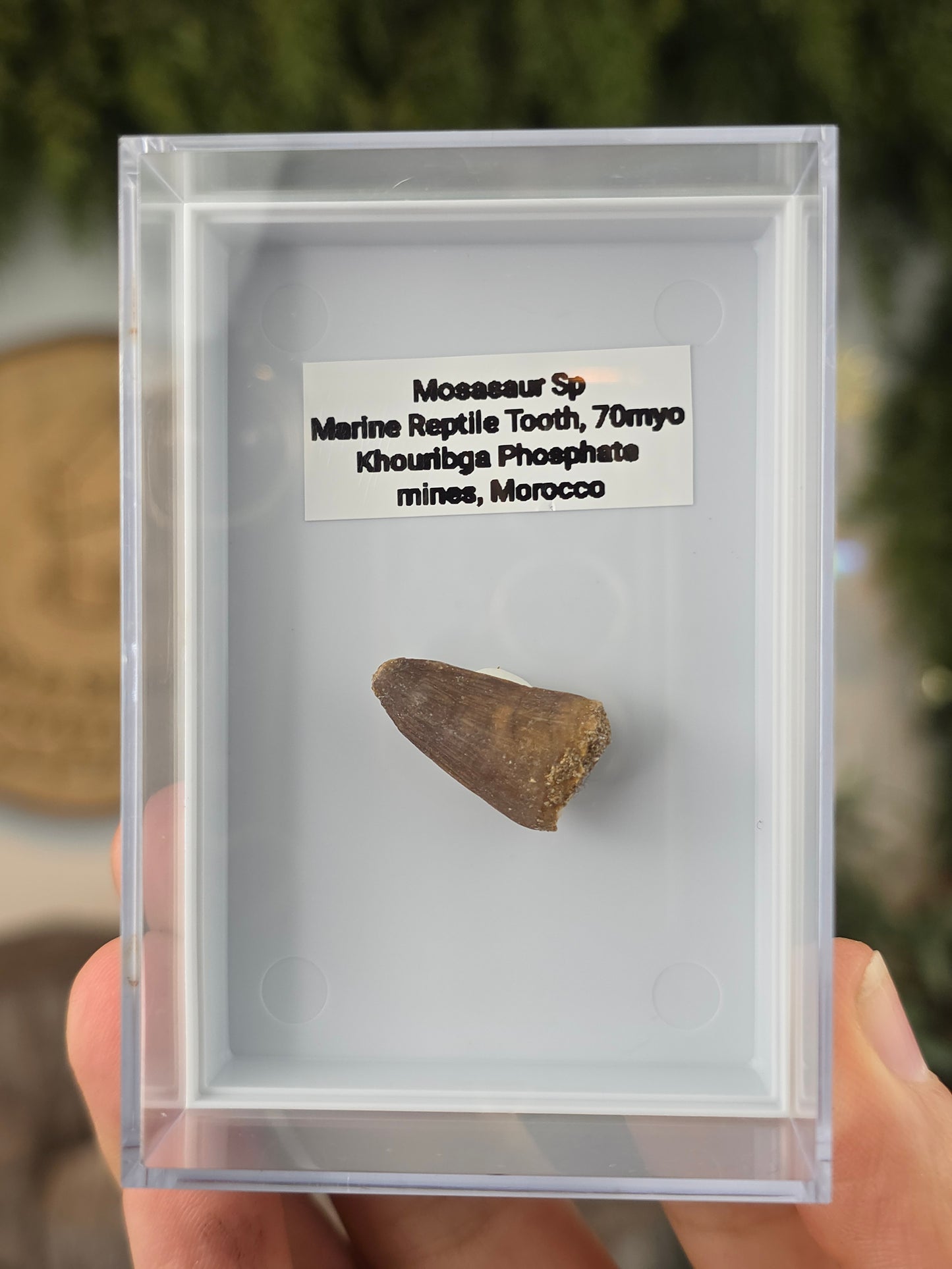 Mosasaur Marine Reptile Dinosaur Teeth
