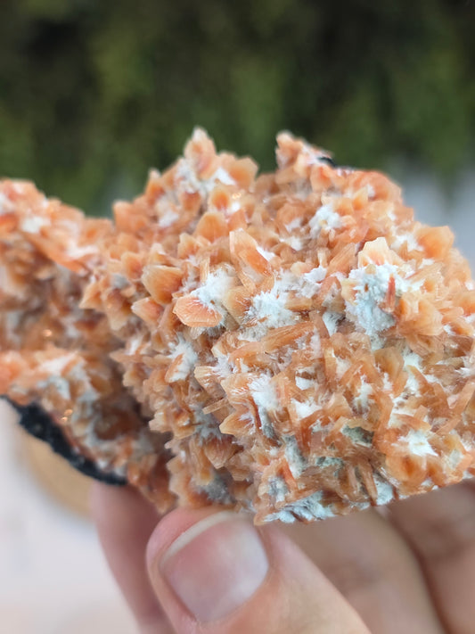 Stilbite on Okenite from Madhya Pradesh, India