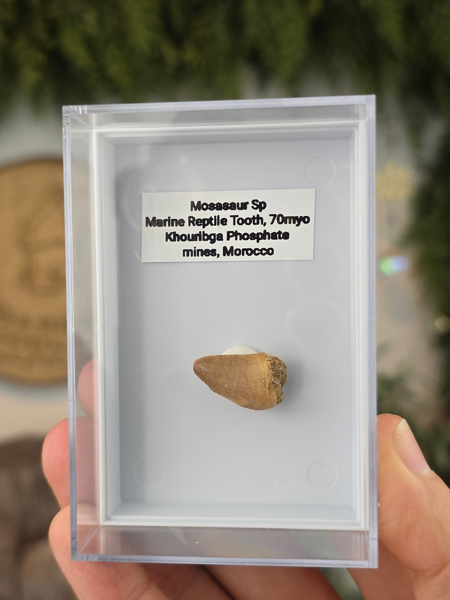 Mosasaur Marine Reptile Dinosaur Teeth