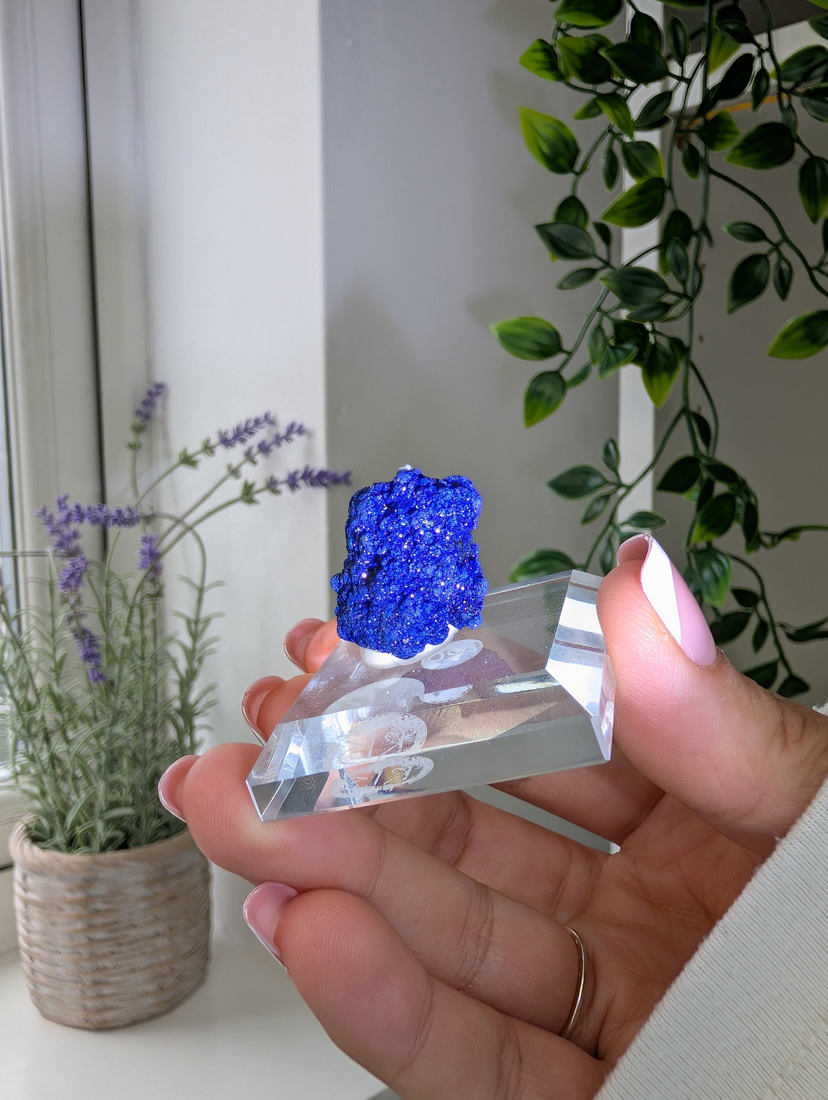 Azurite Rosettes from Morocco