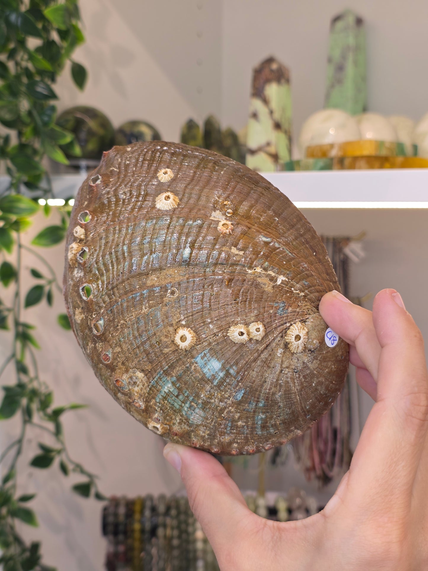 Abalone Shell / Bowl Trinket Dish - C