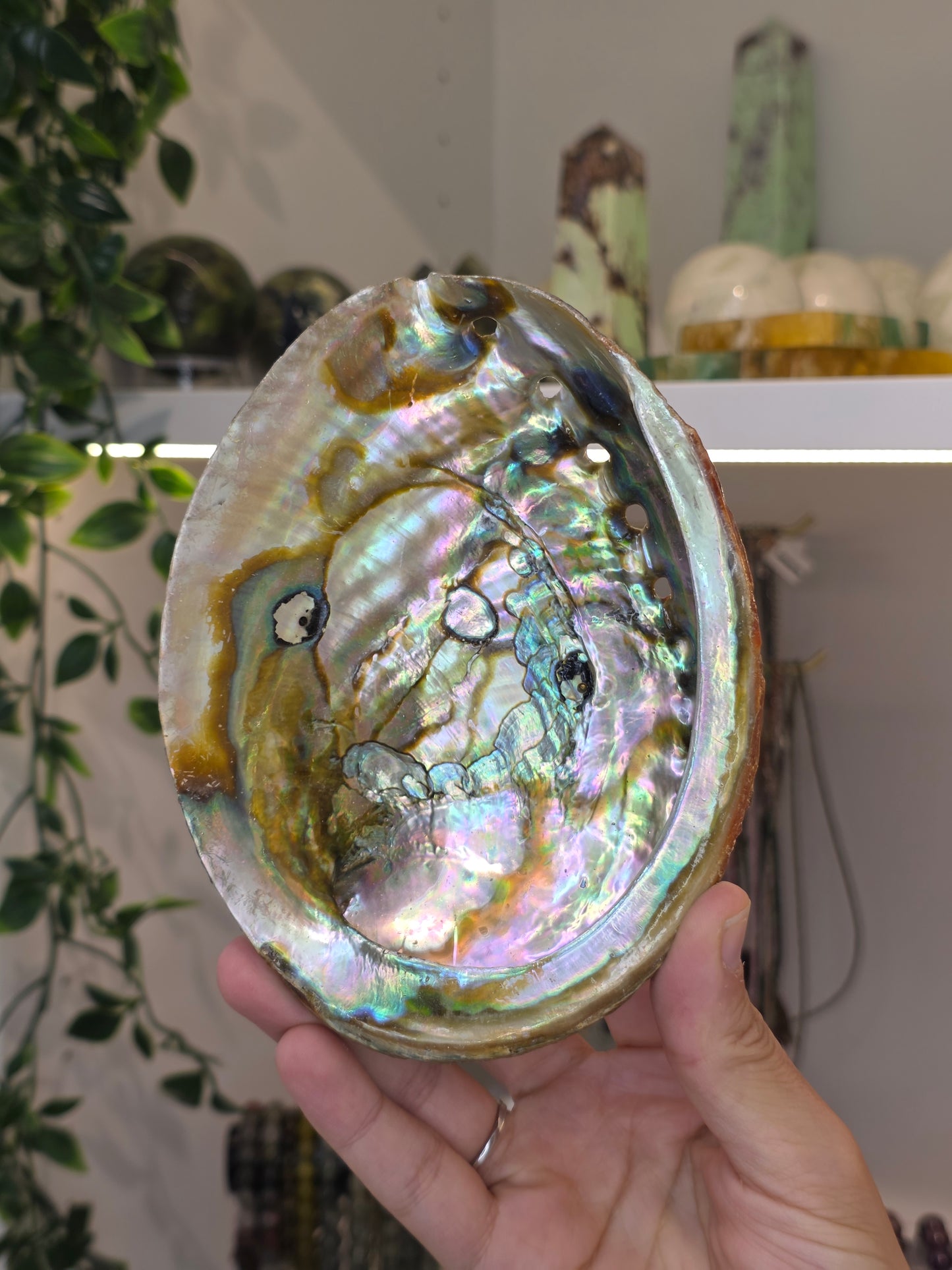 Abalone Shell / Bowl Trinket Dish - C