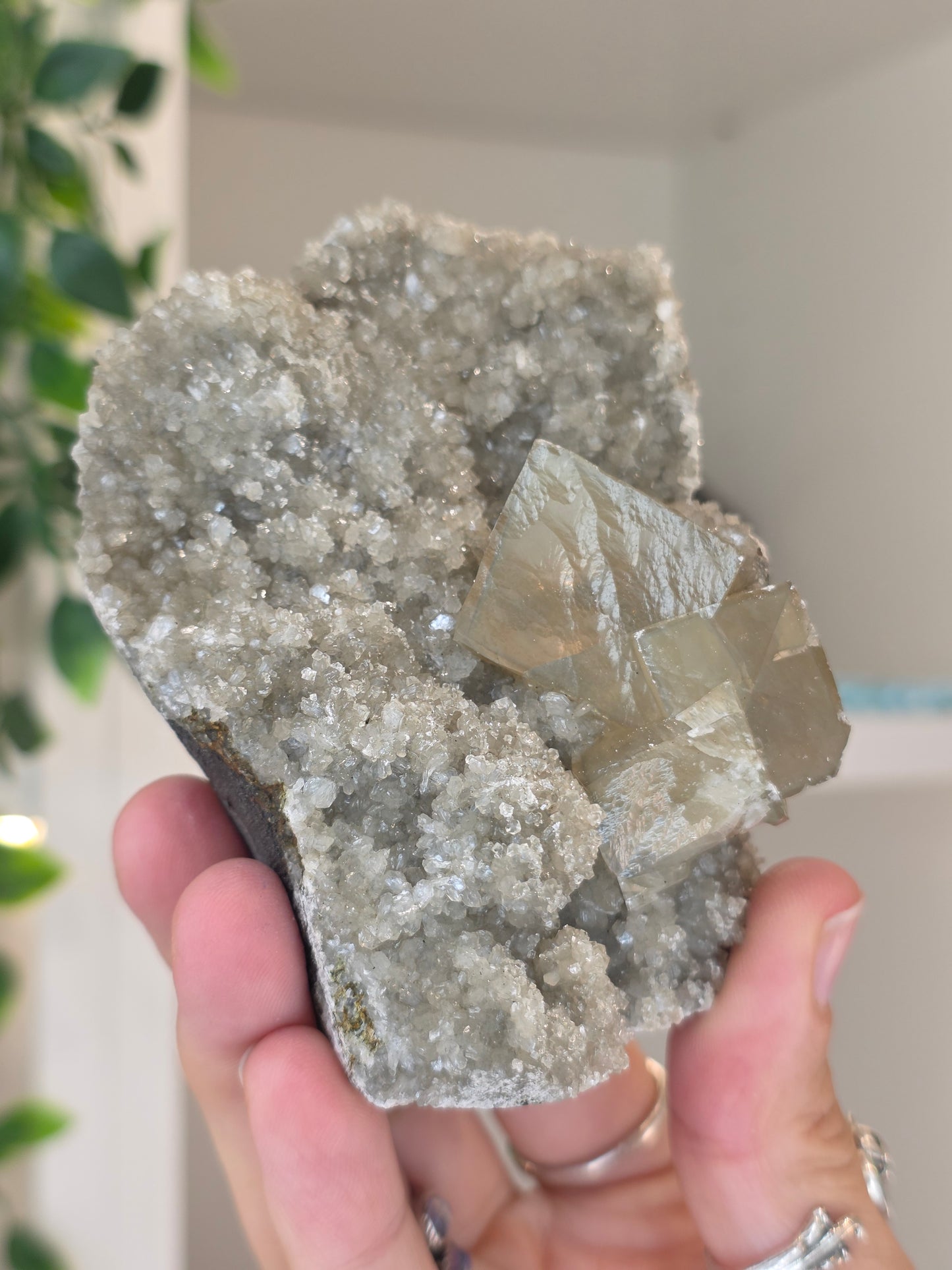 Honey Calcite Cubes on Druzy Sugar Calcite and Stilbite Matrix from Madhya Pradesh, India - Z
