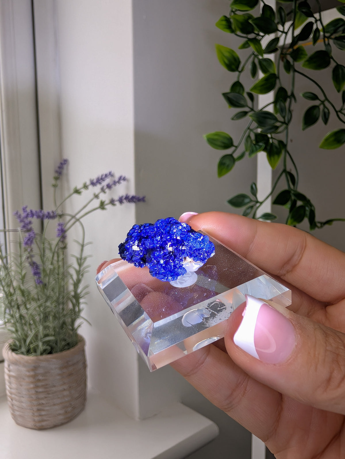 Azurite Rosettes from Morocco