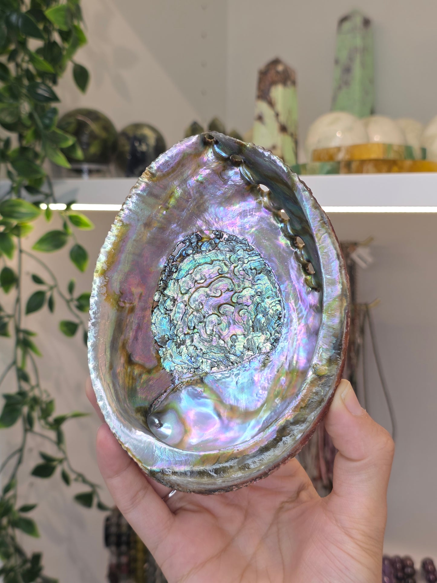 Abalone Shell / Bowl Trinket Dish - A