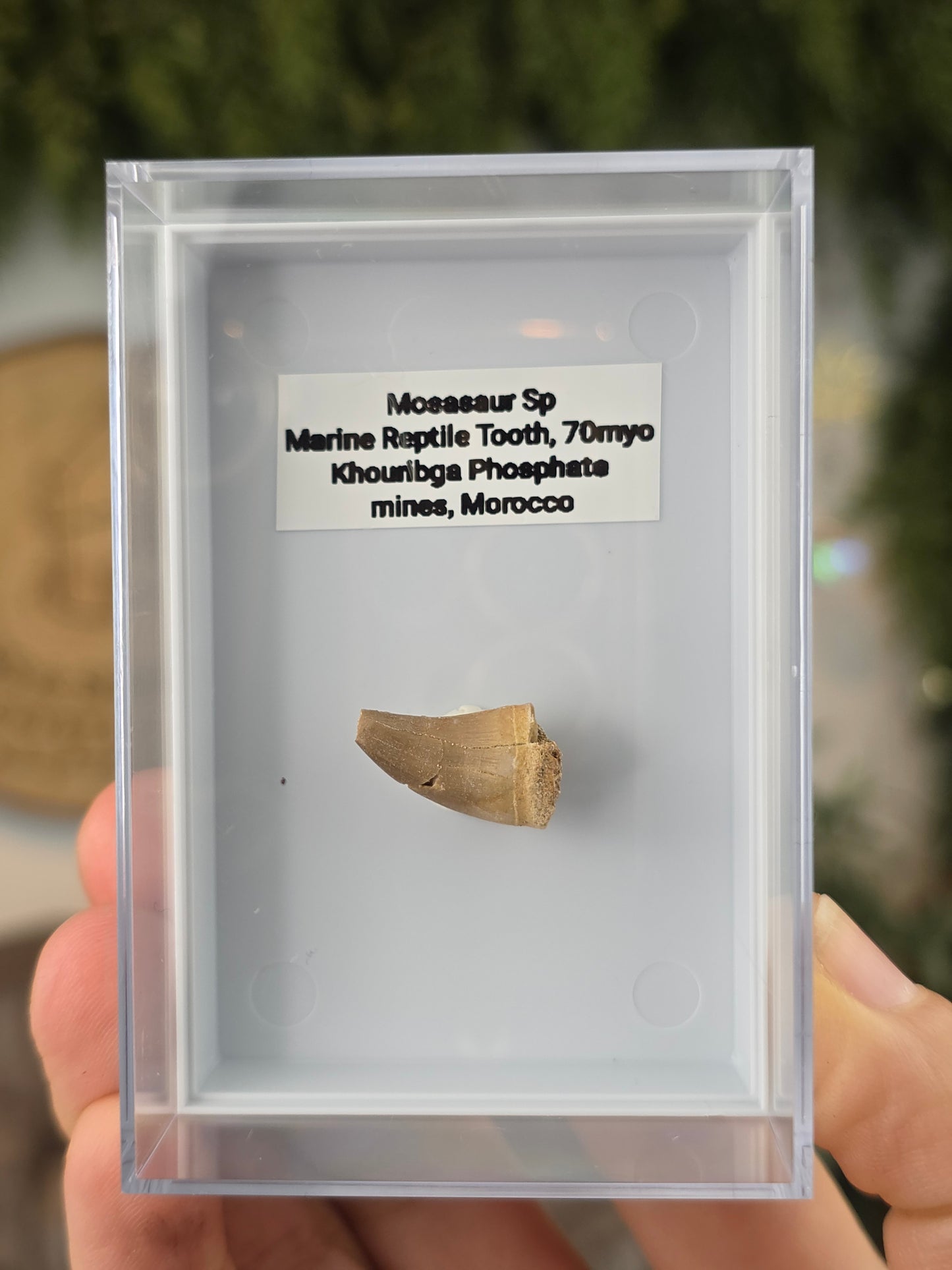 Mosasaur Marine Reptile Dinosaur Teeth
