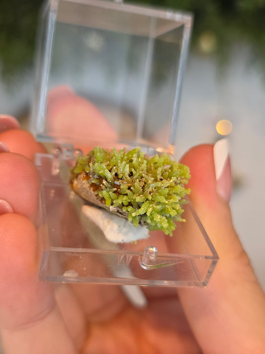 Pyromorphite Specimen from Guang Xi, China - MAS6094