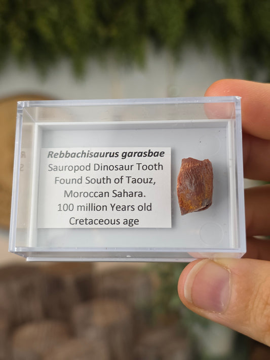 Mounted Rebbachisaurus Garasbae (long neck) Dinosaur Tooth