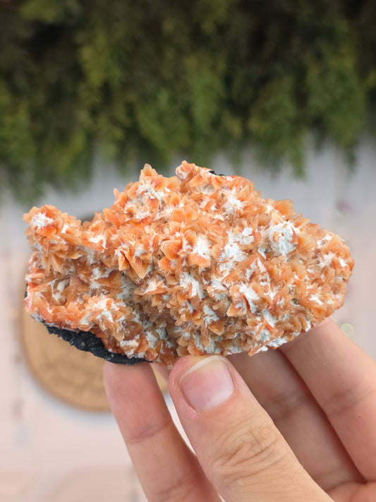 Stilbite on Okenite from Madhya Pradesh, India