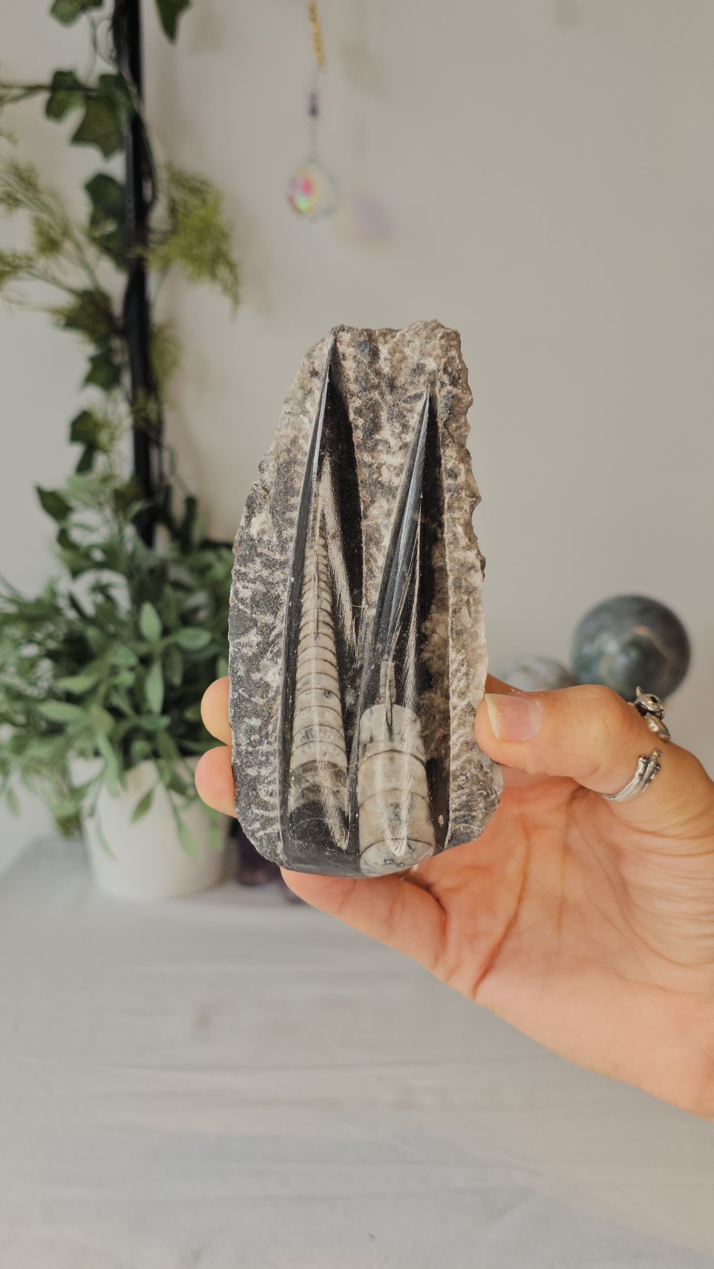 Orthoceras Fossil from Morocco  - MAS0373
