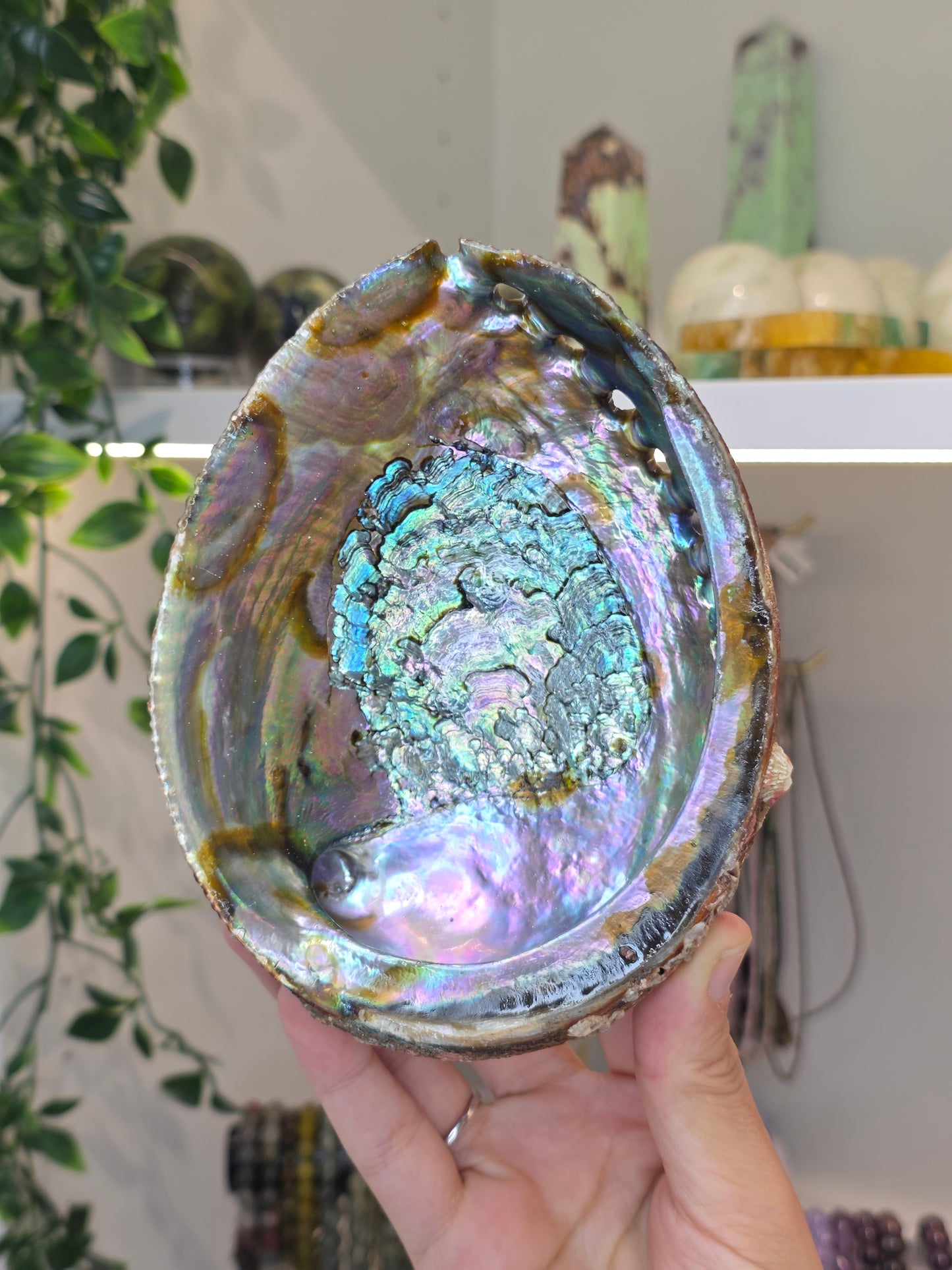Abalone Shell / Bowl Trinket Dish - D